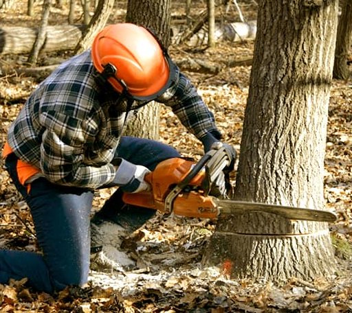 Tree Removal in Walsh, IL